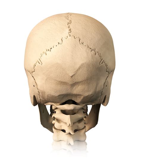 Anatomy Back Of Skull Diagram Quizlet