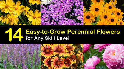 14 Easy To Grow Perennial Flowers For Any Skill Level