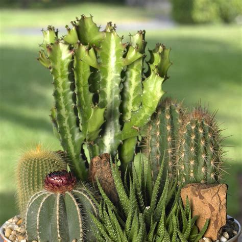 Cactus And Succulents Diy