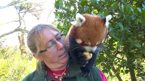 Conservation Connection Red Panda Youtube