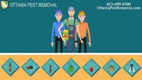Maybe you would like to learn more about one of these? Which Is The Best Pest Control-Removal Company In Ottawa, ON ? - YouTube
