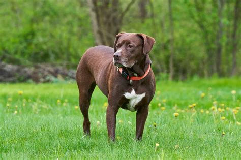 What Is A Pitbull Mixed Labrador