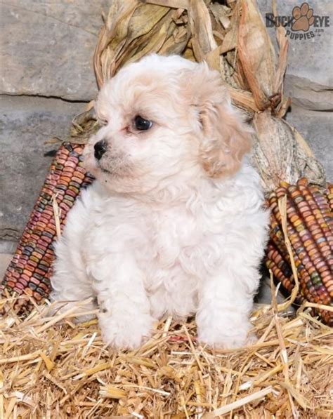 Sophie Teddy Bear Puppy For Sale In Millersburg Oh Buckeye