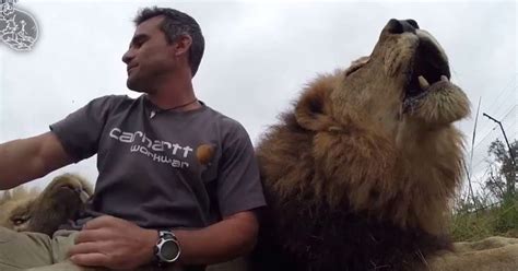 Lion Totally Steals The Show In This Video To Promote World Lion Day