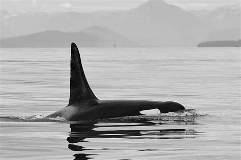 L41 A Prominent Southern Resident Killer Whale Missing Islands Weekly