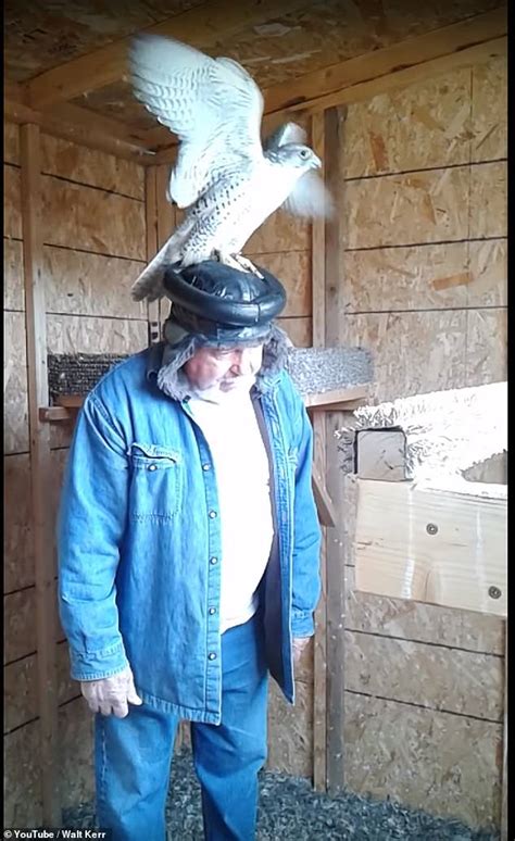 Breeders Use Falcon Sex Hats To Collect Bird Semen Daily Mail Online