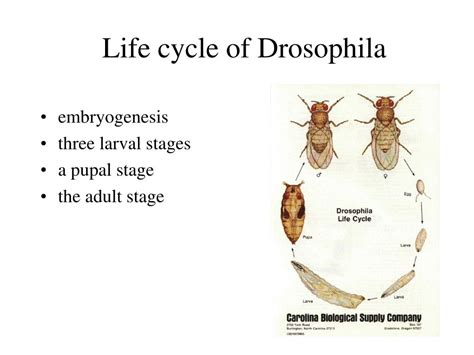 [diagram] descriptive diagram of drosophila life cycle mydiagram online
