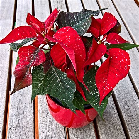 Étoiles de Noël Poinsettia Choix de tailles