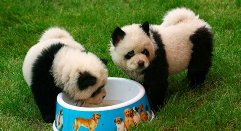 Chow Chow Dyed Panda D Baby Animals Funny Animals Cute Animals