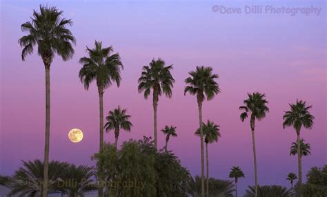 Tempe Az Sunset Moon Palms Palm Tree Purple Dusk Dawn Photo