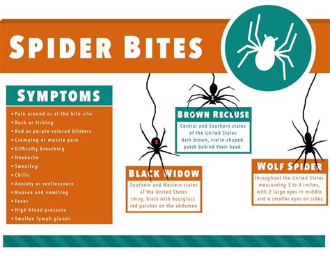 Spider Bite Symptoms In Humans