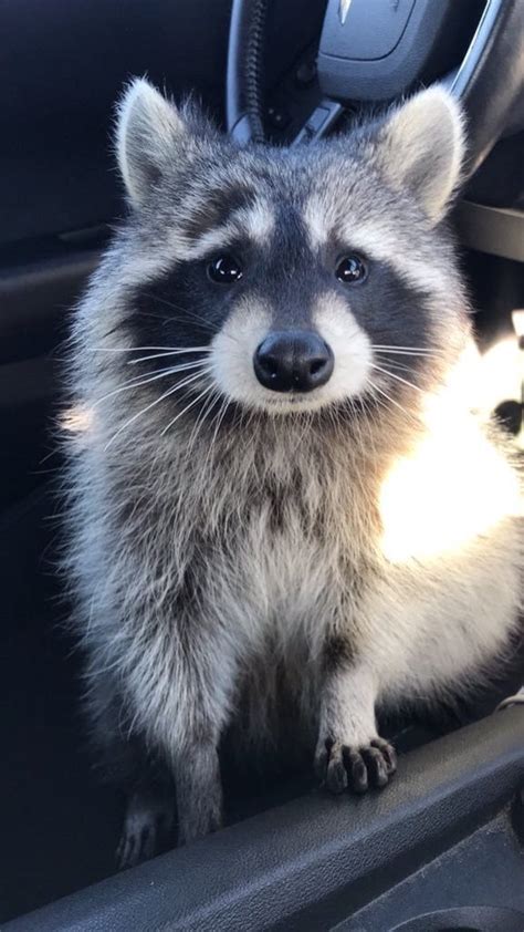 The Raccoon Is The New Frugal Cat You Just Cant Pet Cuddle Or
