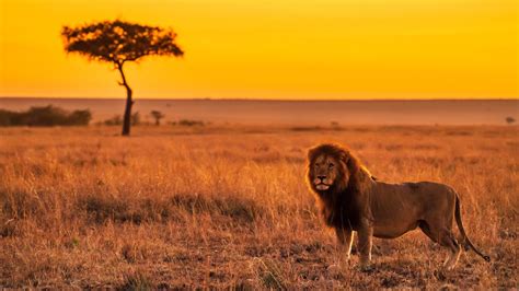 Wallpaper Lion African Savanna Big Cat