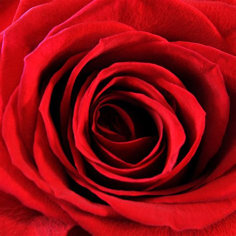 Rose Red Free Stock Photo Red Rose Close Up 17670