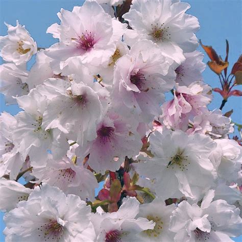 Prunus Fragrant Cloud Prunus Shizuka Buy Flowering Cherry Trees