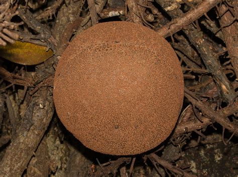Queries on cannonball tree balasubramaniyan (india/tamimnadu) Cannonball Tree fruit (average diameter 25 centinetres) (b ...
