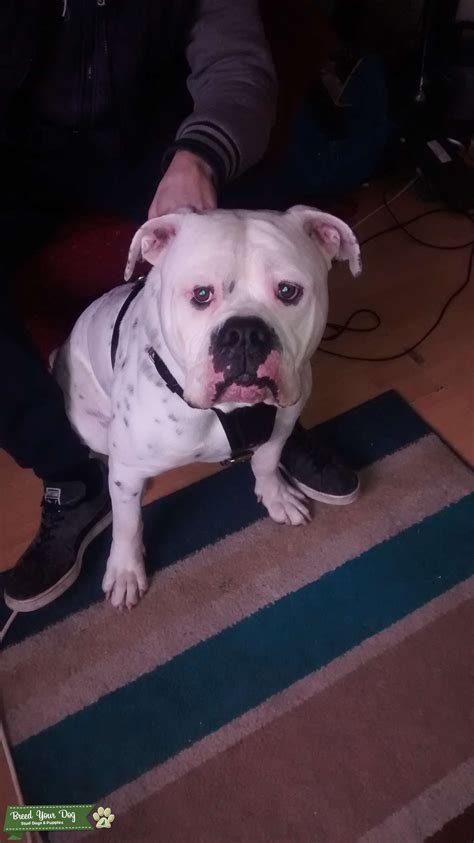 American Bulldog For Stud Stud Dog In West Yorkshire The United