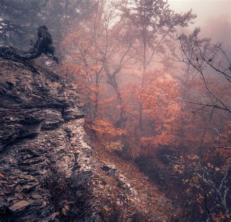 Mysterious Autumn Old Forest In Fog Stock Photo Containing Forest And