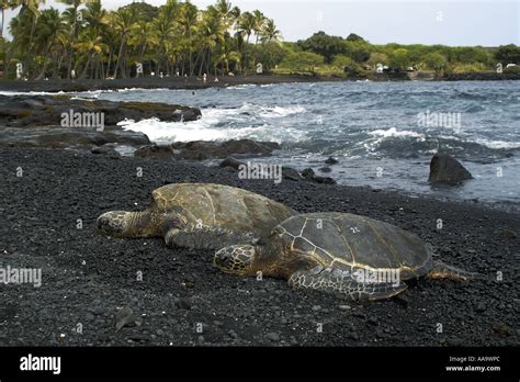 Green Sea Turtles Chelonia Mydas Resting On Shore Black Sand Beach Big