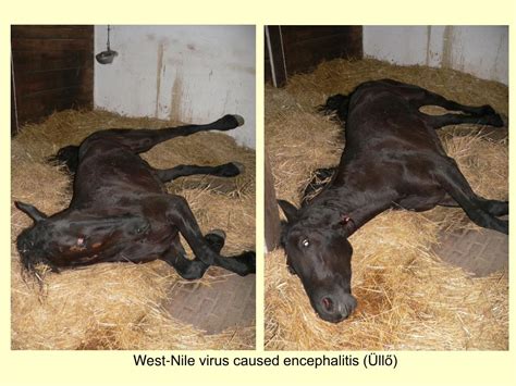Ppt The Integument S Viral Diseases In Horses Powerpoint
