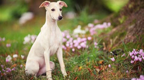 13 Quietest Dog Breeds That Make Peaceful Companions Petsradar