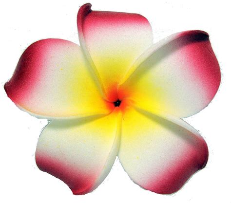 Plumeria Clipart Clipart Free To Use Clip Art Resource Clipart Best