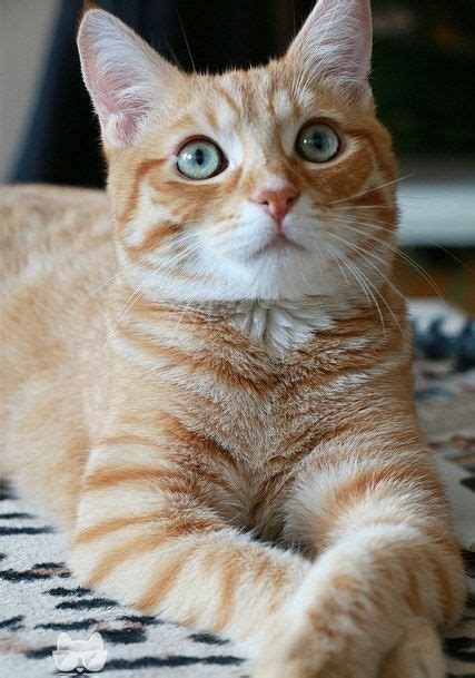 Cat Facts Fun Tidbits About Tabby Cats With Images