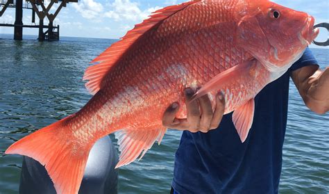It can be found all year round. Alabama will manage recreational red snapper seasons for ...