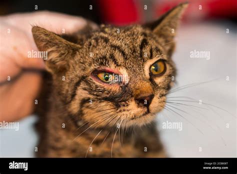 Close Up Photo Of A Kitten With Conjunctivitis Stock Photo Alamy