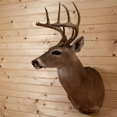 Excellent 8 Point Whitetail Buck Deer Taxidermy Shoulder Mount Sw10862