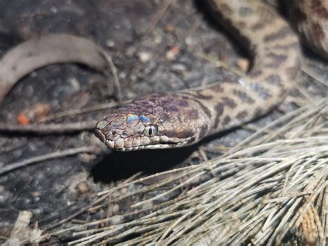Spotted Python Common Sunshine Coast Snakes Snake Rescue