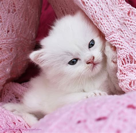 The 50 Cutest Kitten Pictures Of All Time