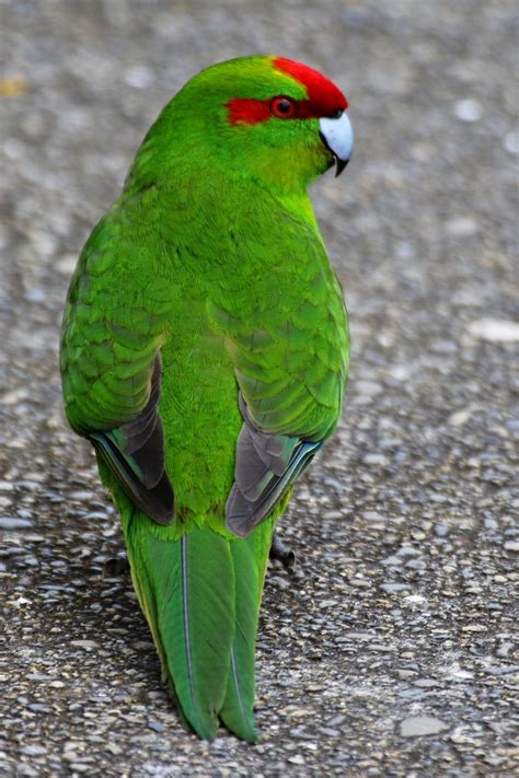 Red Crowned Parakeet Kākāriki New Zealand Birds Online
