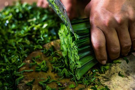 What Is Pandan And How Is It Cooked