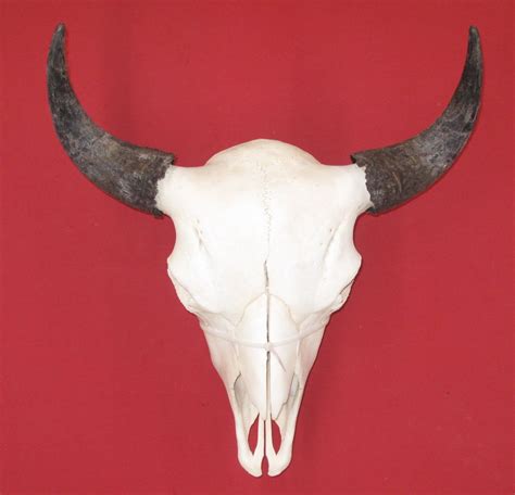 Bones Buffalo Skull 5129 0303