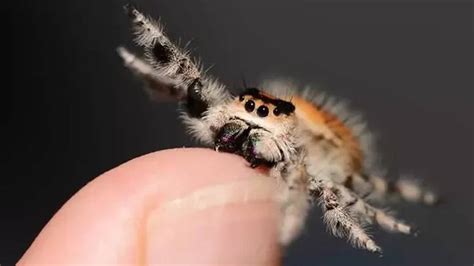 Do Jumping Spiders Bite Heres How To Treat It Entirely Health