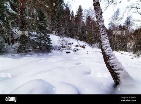 Snow Covered Forest With Pine Trees Snowdrifts And A Tree In The