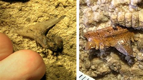 Scientists Report Trove Of Shark Fossils In Mammoth Cave Wnky News 40