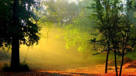 壁纸 阳光 树木 景观 森林 性质 科 早上 薄雾 荒野 秋季 叶 季节 草地 林地 栖息地 自然环境