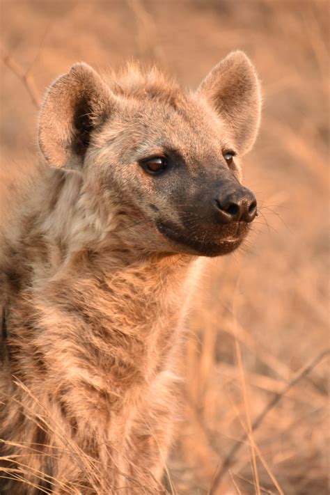 Spotted Hyena Africas Ultimate Carnivore Completely Unique Safaris