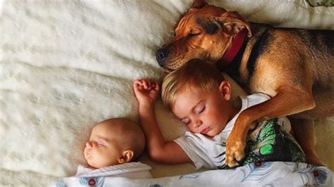 Dogs Protecting Babies And Kids Compilation New Youtube
