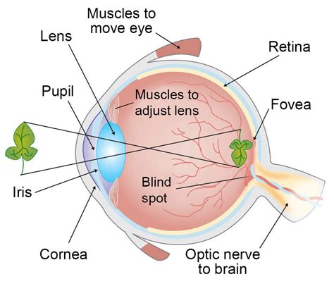 How Vision Works Our Sense Of Sight Ask A Biologist