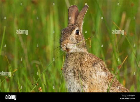 Eastern Cottontail Rabbit Stock Photo Alamy