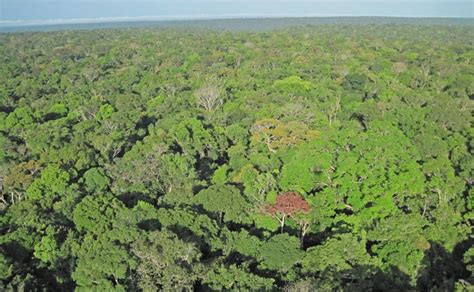 That explains why there are as a result they can reach the light conditions of the canopies much faster. Synchronized Leaf Aging in the Amazon Responsible for ...