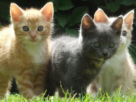 Adorable Kittens Cute And Playful Feline Friends Hdwalle