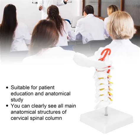 CERVICAL MODEL ARTERIA Spine Spinal Nerves Anatomical Model For Sci RHS