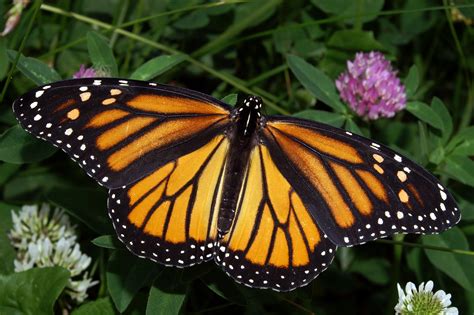 Les Monarques Débarquent En Europe Jardinier Paresseux