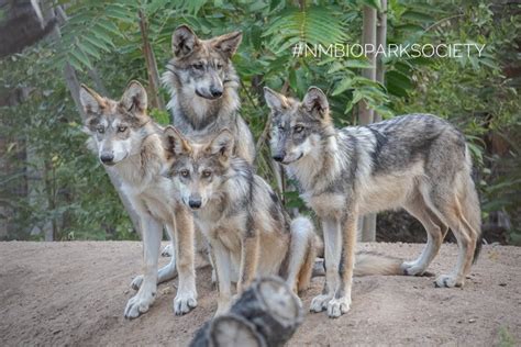 Mexican Gray Wolves Released From Biopark Into The Wild New Mexico