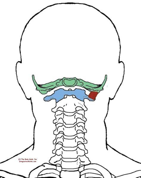 Anterior Suboccipital Muscles Functional Anatomy Integrative Works