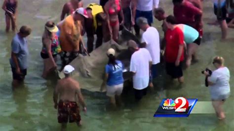 Raw Video Beachgoers Carry Manatee Back To Water YouTube